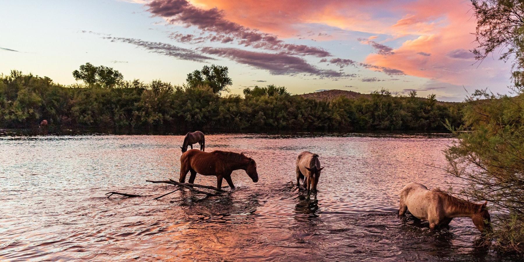 Guide to Salt River Wild Horses in Mesa, AZ Visit Mesa