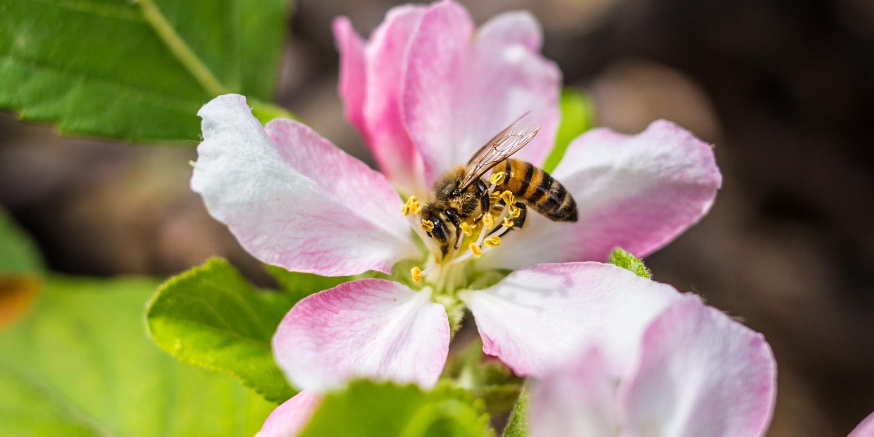 Here's all the buzz about honeybees